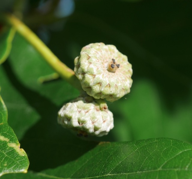 アメリカの木 Shunmard Oak どんぐり